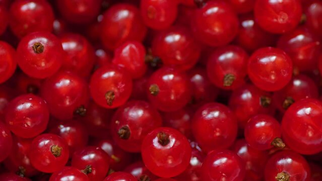 close-up delicious sweet berries red currant rotates. red currant macro. making redcurrant juice
