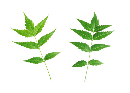 Neem leaf (Azadirachta indica) isolated on transparent background.