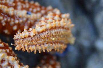 close up of starfish tentacles 