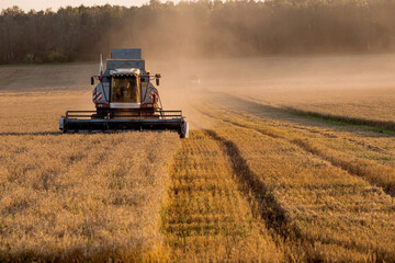 Obraz premium Agricultural machinery. Agricultural industry. The combine harvester removes ears of ripe wheat against the background of a ripening field. The concept of planting and harvesting a rich harvest. 