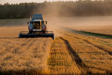 Fototapeta premium Agricultural machinery. Agricultural industry. The combine harvester removes ears of ripe wheat against the background of a ripening field. The concept of planting and harvesting a rich harvest. 