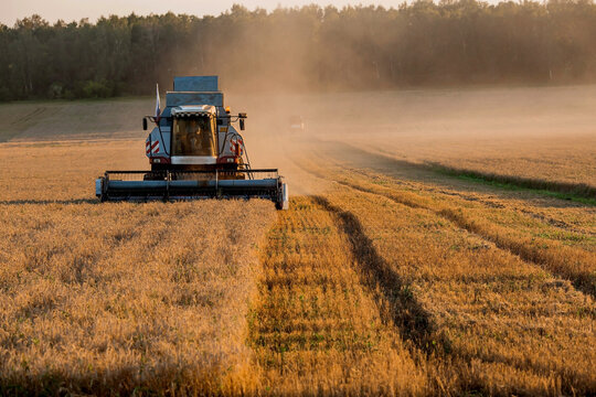Agricultural machinery. Agricultural industry. The combine harvester removes  ears of ripe wheat against the background of a ripening field. The concept of planting and harvesting a rich harvest. 