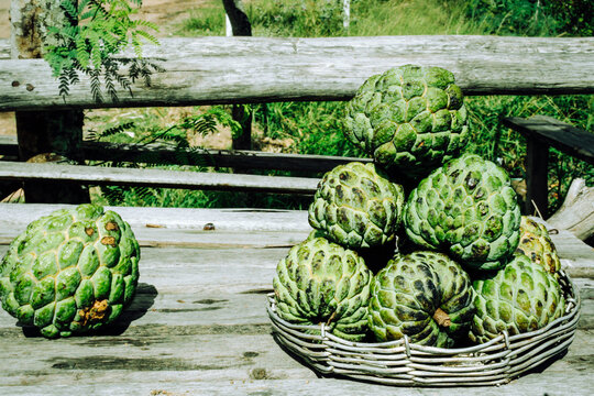 Pile of frutas do conde (custard apple) by the side of the road in Bahia, Brazil.