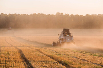 Agricultural machinery. Agricultural industry. The combine harvester removes  ears of ripe wheat against the background of a ripening field. The concept of planting and harvesting a rich harvest. 