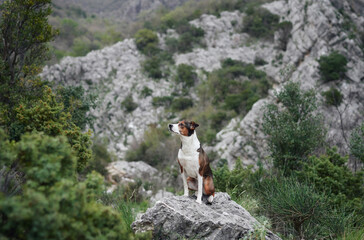 a dog in the mountains stands against the background of stones and greenery. The pet is posing. Mix...