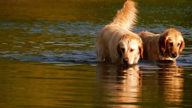 Golden Labrador Retriever dogs playing and splashing in water