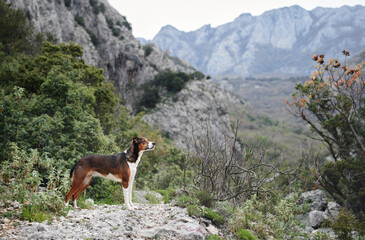a dog in the mountains stands against the background of stones and greenery. The pet is posing. Mix...