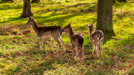 Young Deer Stag In summer time Wildlife Landscape With Herd Of Deer (Cervus Elaphus).. Stag Close-Up, Trophy Deer.