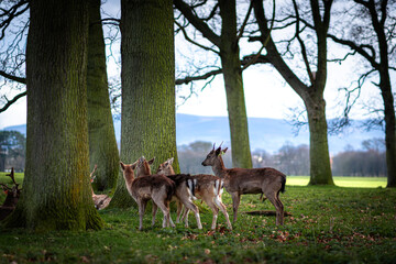 Red Deer Stag In summer time Wildlife Landscape With Herd Of Deer (Cervus Elaphus).. Stag Close-Up, Trophy Deer.