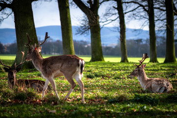 Fototapete bei efototapeten.de bestellen   