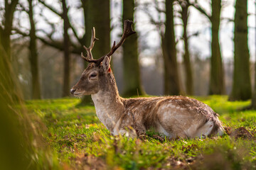 Red Deer Stag In summer time Wildlife Landscape With Herd Of Deer (Cervus Elaphus).. Stag Close-Up, Trophy Deer.