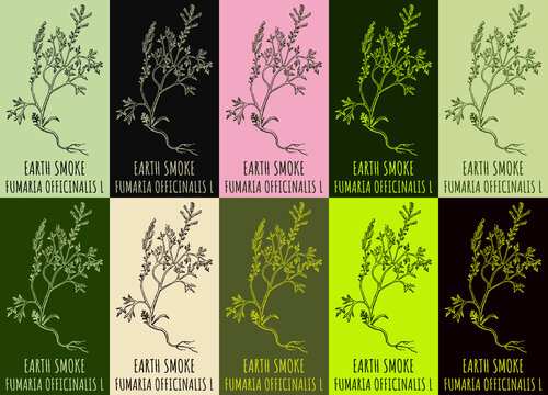 Set of drawing EARTH SMOKE in various colors. Hand drawn illustration. The Latin name is FUMARIA OFFICINALIS L.