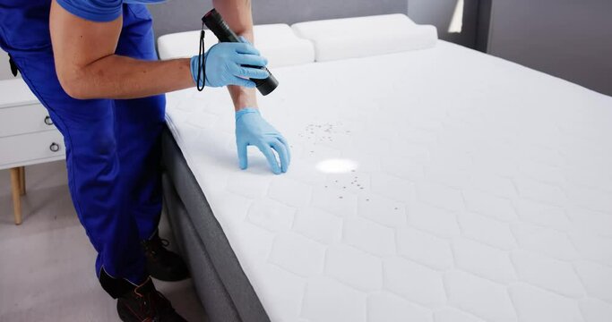 Bed Bug Infestation And Treatment Service