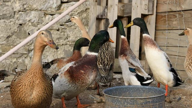 Group of Anas Platyrhynchos Domesticus or commonly known as Indian Runner Duck