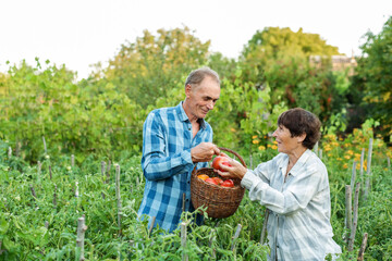Fototapeta premium ?ouple of elderly farmers harvesting organic ripe tomatoes. Ecological vegetable and harvest concept