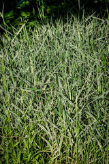 Obraz premium Variegated Silver Grass is an herbaceous perennial grass with an upright spreading habit of growth.
