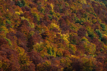 The background of autumn forest. autumn landskape
