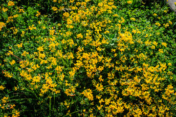 Lotus corniculatus is a flowering plant in the pea family Fabaceae, native to grasslands in temperate Eurasia and North Africa. Common names include common bird's-foot trefoil, eggs, and bacon.