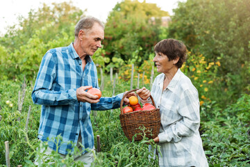 Obraz premium Couple of elderly farmers harvesting ripe tomatoes. Senior man and woman cultivate organic vegetables in garden. Ecological vegetable and harvest concept