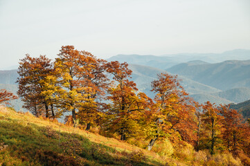 Fototapeta premium View from above of dense pine forest with canopies of green spruce trees and colorful yellow lush canopies in autumn mountains at sunset. 