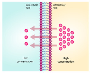 Passive Transport. Simple diffusion through the lipid bilayer, the particle or substance moves from higher to lower concentration. Membrane transporter. Vector illustration.