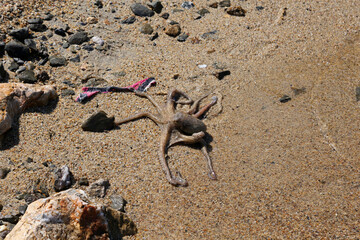 Octopus on the beach, Turkey