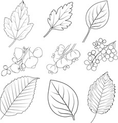 Set of hand-drawn black and white autumn falling leaves and berries, natural leaf fall, autumn fall leaves line art and crafting, hello September coloring pages.