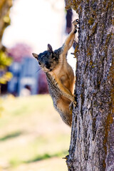 Obraz premium Endearing & Delighted Squirrel in a Tree Posing & Watching- Background, Border, Backdrop, Park Life, Wildlife Club, Landscaper, Flier, Poster, Ad, Publication, social media, Invitation or wallpaper