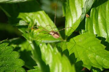Weaver, Kanker, Opiliones on a green leaf