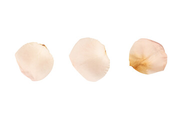 Dry pink rose isolated on a white background.