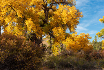 Autumn cottonwood tree in western Colorado - obrazy, fototapety, plakaty
