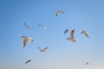 Fototapeta na wymiar Seagulls soaring in the air over the sea coast, in the sun