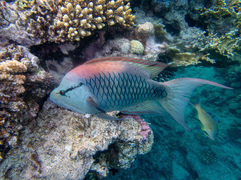 Epibulus insidiator looking for food in a coral reef in the Red Sea