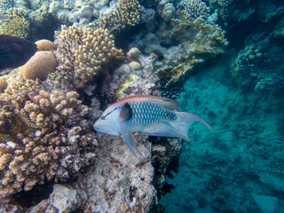 Naklejka na ściany i meble Epibulus insidiator looking for food in a coral reef in the Red Sea