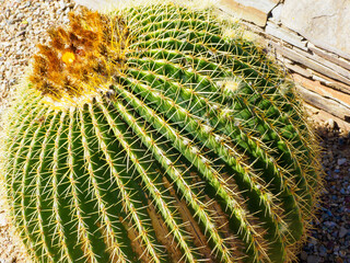 Naklejka na ściany i meble Barrel cactus, Phoenix Arizona