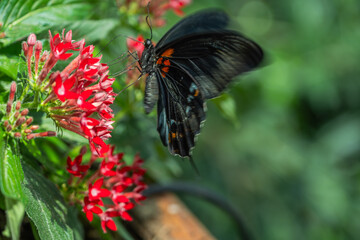 Fototapeta na wymiar Butterfly Photos in Konya Tropical Butterfly Garden
