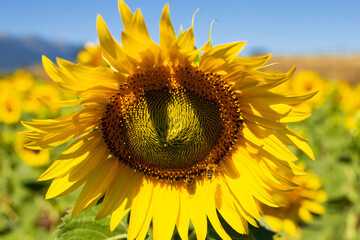 Close-up of a sunflower flower and a bee on an agriculture field on a sunny day