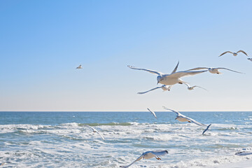 Seagulls gracefully soaring in the air over the sea coast, sea waves in the rays of the sun