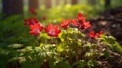 Obraz premium Red anemone flowers in the forest. Springtime. Macro