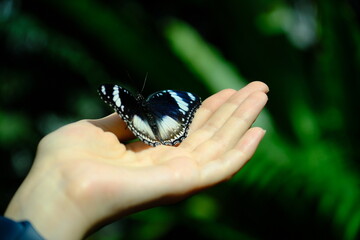 Butterfly Photos in Konya Tropical Butterfly Garden
