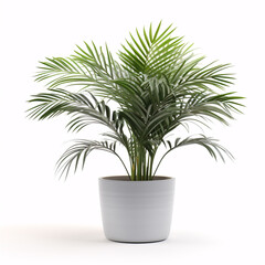 Kentia Palm Tree. In concrete grey pot. Houseplant isolated on white background