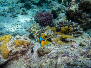 Fototapeta na wymiar A small clownfish lives in a coral reef in the Red Sea.