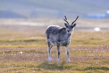 The Svalbard reindeer (Rangifer tarandus platyrhynchus) in summer