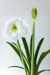 White flower. A large white flower on a white background. Hippeastrum variety Matterhorn. Amaryllidaceae. Dutch flowers. Hippeastrum or Amaryllis flowers. Flowers of Holland	