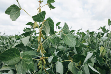 Soybean plants in a field close-up in bright sunlight. Agricultural field with soy. Green background, selective focus. Front view