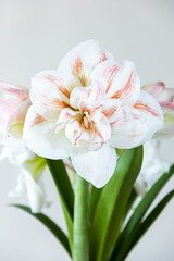 Fototapeta na wymiar A charming lush flower of white color with red stripes. Dutch flowers. Hippeastrum or Amaryllis flowers. Amaryllis variety Nymph. Flowers of Holland