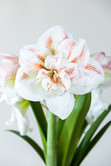 A charming lush flower of white color with red stripes. Dutch flowers. Hippeastrum or Amaryllis...