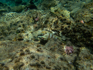 Striped grouper at the bottom of a coral reef in the Red Sea