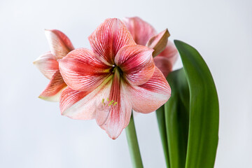 Fototapeta na wymiar Colored flower on a white background. Hippeastrum variety Provance. Amaryllidaceae. Dutch flowers. Hippeastrum or Amaryllis flowers. Flowers of Holland 