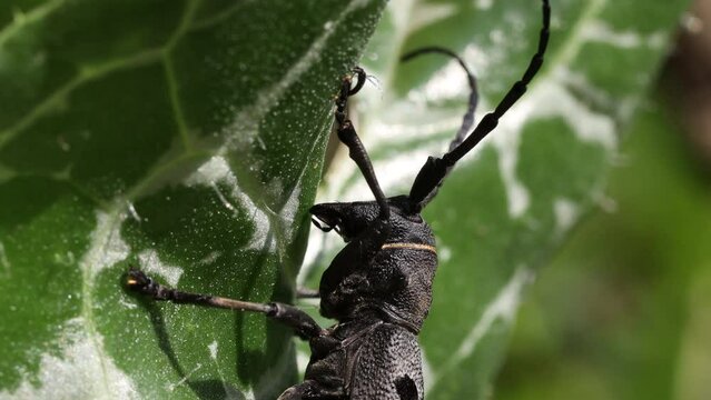 Rosalia Longicorn - Rosalia Alpina or Alpine longhorn beetle on a leaf macro video shoot